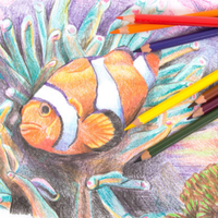Pencil Coloured Micador FSC Colourush Pack 12